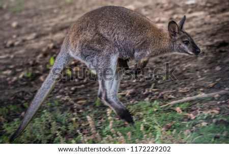 Australian kangaroo with a baby in a bag