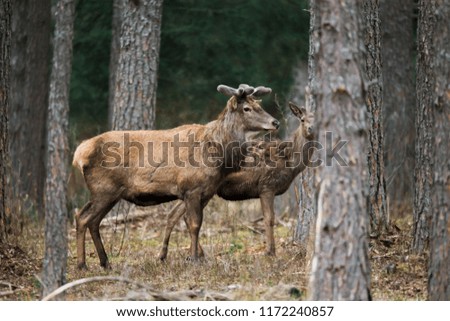 a pair of deer standing in an autumn forest