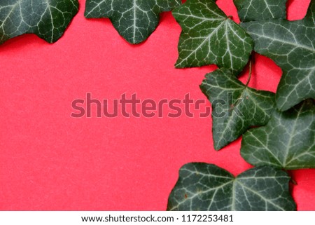 Green leaves on pink background with space for text