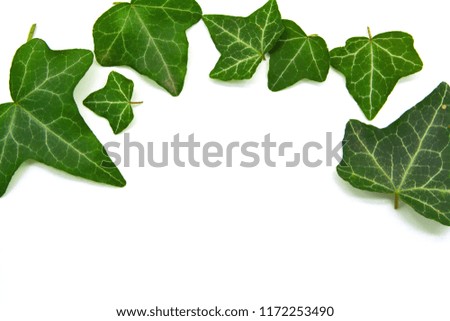 Green leaves on white background with space for text below