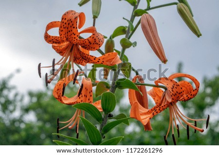 Lilium lancifolium beautiful flowers in bloom, ornamental orange flowering plant, black dots, against blue sky,