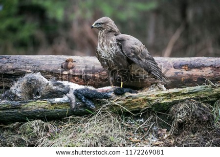 buteo buteo feed on carrion in the forest