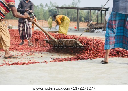 Bangladeshi people are working in a red chilies yard isolated unique photo