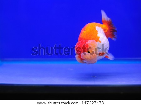 Goldfish in the beautiful contest.