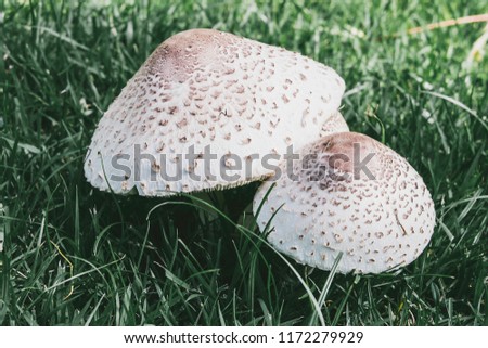 Mushrooms in the meadow