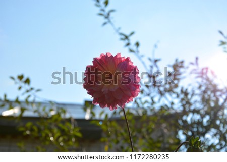 Beautiful flower of Dahlia closeup against the sky.