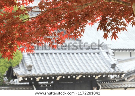red leaf and roof japanese house 