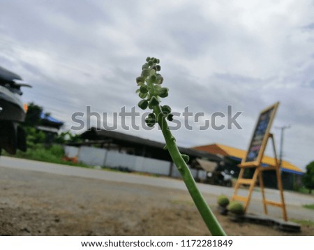 Closeup picture of Inflorescence