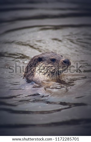 Otter in the water 