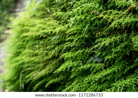 A host of fern growing on a hill slope.