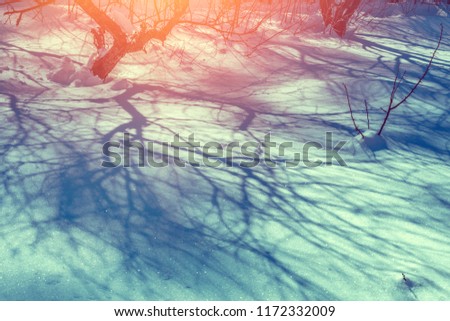 Winter landscape. Snowy orchard at sunset