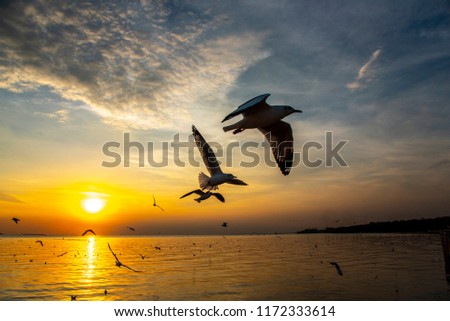 Silhouette of birds, gulls in the evening.
