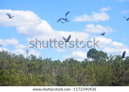 flock of buzzards flying below a  blue sky with white clouds