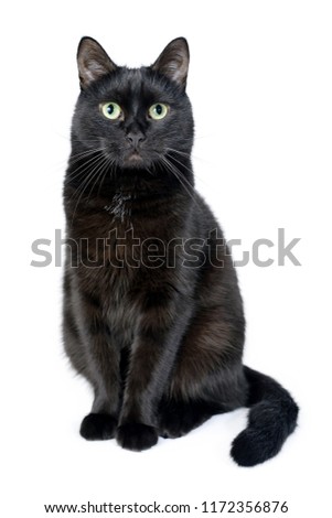 Portrait of a young black cat sitting on a white background looking in the camera. Studio shot. Black cat isolated on white