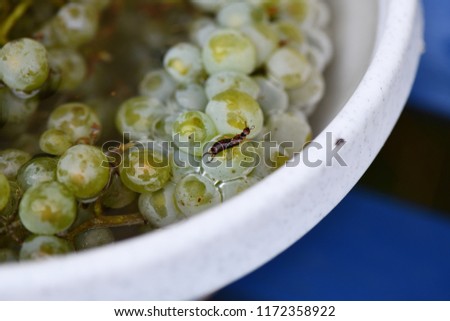 Grape wine  in the water with the earwig.