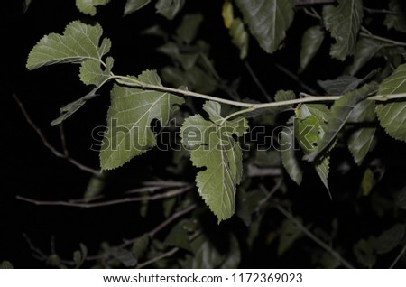 grape vine leaves