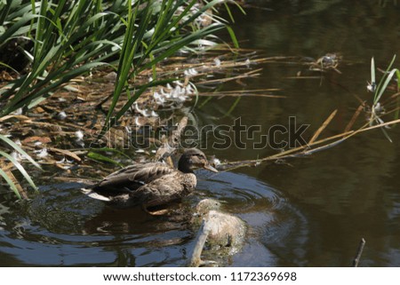 Duck in nature