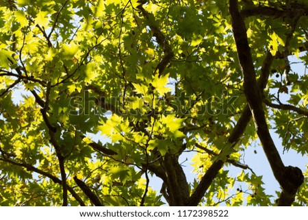 Tree leaves of horse chestnut on the blue sky background