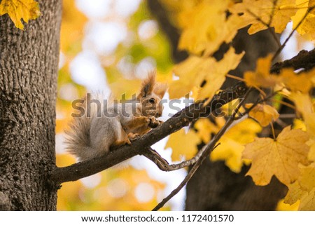 Nice squirrel with nut sitting on the autumn tree in the park