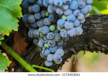 Vine Grape Closeup 