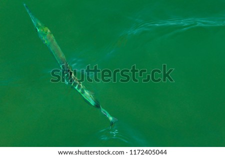 Selective color. Close up. The tail of the swordfish sparkles in the sea