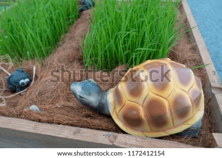 Picture turtle fields live happily.