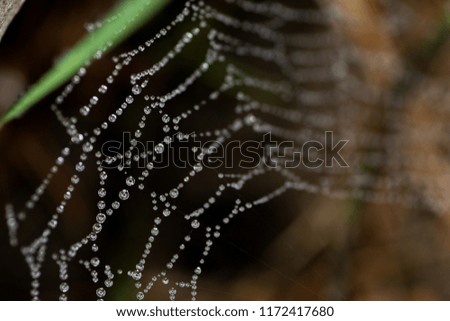 Spiderweb and dew, autumn photo
