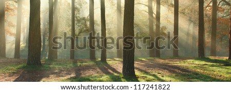 Panoramic image of morning forest with fantastic sun beams. Can be used as web site header Royalty-Free Stock Photo #117241822