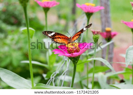 Flower.blur flower and butterfly.red flower.yellow and white flower.