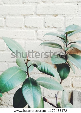 green leaves of ficus and houseplants on the background of a light brick wall
