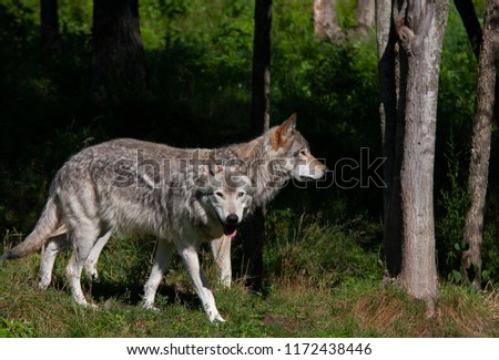 Two Timber wolves or grey wolves Canis lupus walking in the woods in summer in Canada