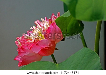 Pink Lotus flower 