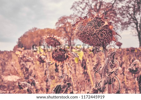 Close up picture of withered sunflowers heads, selective focus, color toning applied.