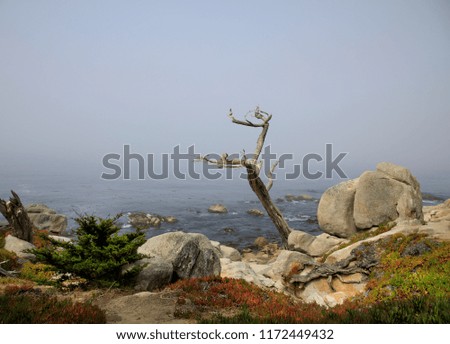 Dead tree on the Pacific ocean coast. Cliffs in fog.