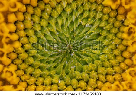 Close-up of a sunflower with a lot of detail in the yellow flower.