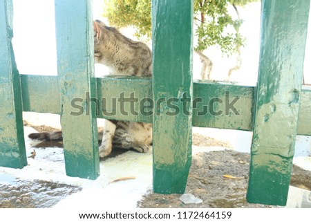 Island cat behind wooden fence photo shoot