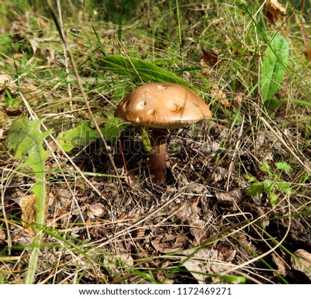 mushrooms in the forest nature, landscape