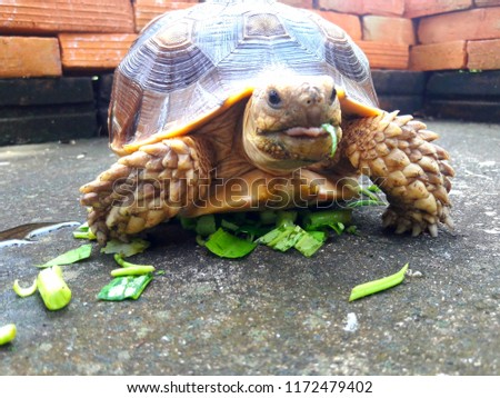 turtle is eating food.