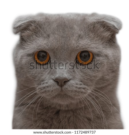 cute grey cat closeup on white