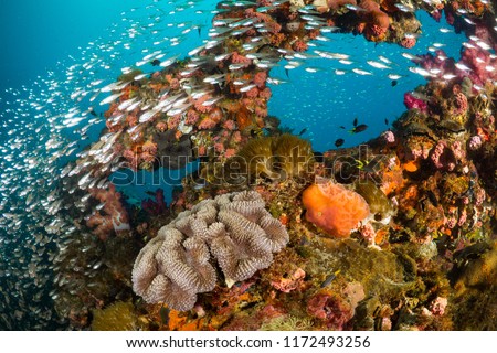 Vibrant coral reef with hundreds of glass fish at the SS Yongala ship wreck, Great Barrier Reef, Australia Royalty-Free Stock Photo #1172493256