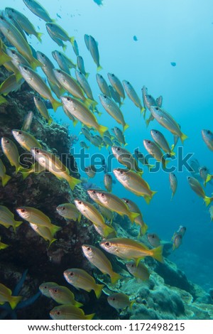 Thailand: Huge swarm of schooling bigeye snappers at the suba diving spot Richelieu Rock