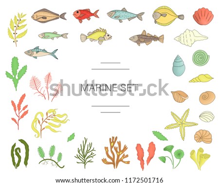Vector  colored set of fish, sea shells, seaweeds isolated on white background. Colorful marine collection. Underwater illustration