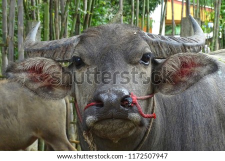 Portrait picture of domestic water buffalo           