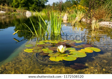 Beautiful white water lily bloom detail, plants used at natural swimming pool for filtering water without chemicals, relaxation and meditation concept Royalty-Free Stock Photo #1172508520
