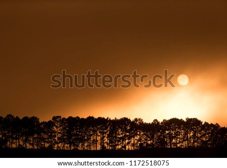 Orange sunset sky with silhouette of trees