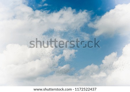 Flock of birds flying in the blue sky with white clouds. Beautiful nature wallpapers background.