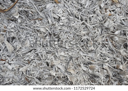 abstract of wood ashes on ground for background used
