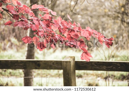 Maple tree branch with red leaves in autumn colored woodland.Nature Uk.Autumn theme.Wooden fence and blurred trees in background.Season change in Britain.