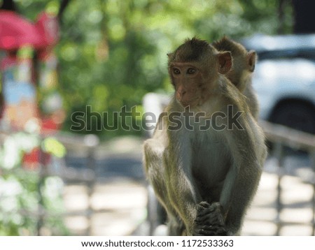 Crab-eating Macaque lives in the open zoo,Thailand.
Portrait of Monkey on blurry background