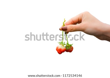 Fresh red strawberry in hand isolated on white background. Royalty high-quality free stock image of fresh strawberrys in hand in farm, Strawberry is a nutritious and popular fruit